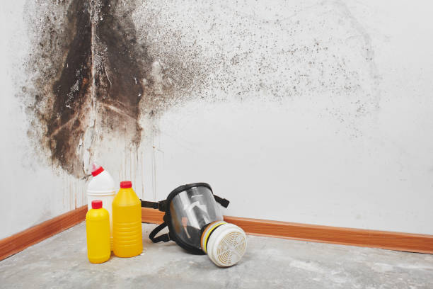 Best Mold Removal for HVAC Installations  in Jennings, MO